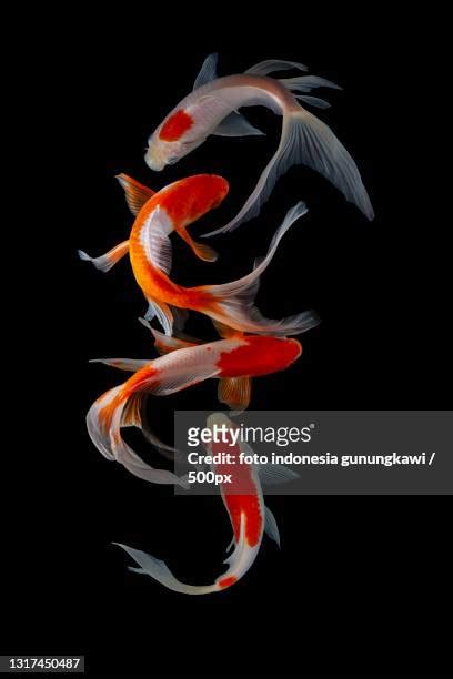 錦鯉魚圖案|6,491 錦鯉魚 Stock Photos, High